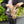 Load image into Gallery viewer, 「Osanpo Knapsack(オサンポ ナップサック)」 - tempra online store