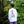 Load image into Gallery viewer, tpc 「VISOR GIRL/バイザーガール」ロングTシャツ - tempra online store