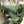 Load image into Gallery viewer, tempra / BABY ARMOR - tempra online store