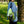 Load image into Gallery viewer, Osanpo Knapsack 2 / オサンポナップサック 2 - tempra online store
