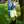 Load image into Gallery viewer, Osanpo Knapsack 2 / オサンポナップサック 2 - tempra online store
