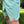 Load image into Gallery viewer, E SHORTS（Old Hiker Young Hiker）ショートパンツ
